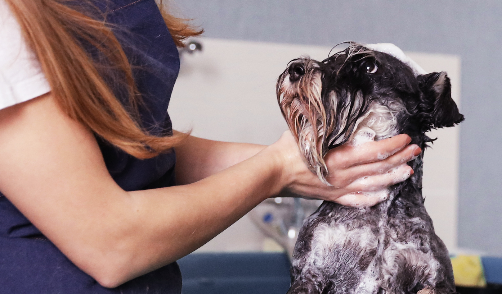 Dog being washed in the official Novú pet-grooming imagery